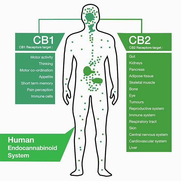 Hệ thống Endocannabinoid trên cơ thể người - Thuốc Lá Xanh