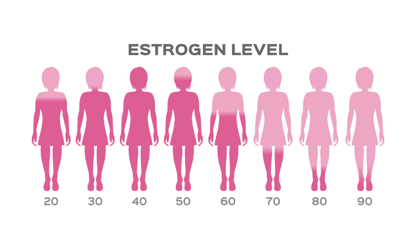 Image result for estrogen